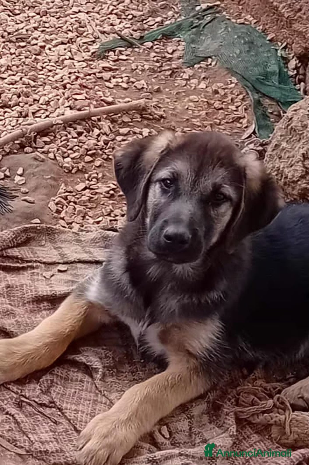 Altre razze cani in regalo: simply  - Annuncio 4