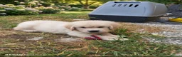 Golden Retriever cani in vendita: Golden sel. caratterialmente/morfologicamente  - Annuncio 11