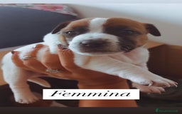 Jack Russell cani in vendita: Cedesi cuccioli di Jack Russell Terrier  a Città Metropolitana di Torino - Immagine 4
