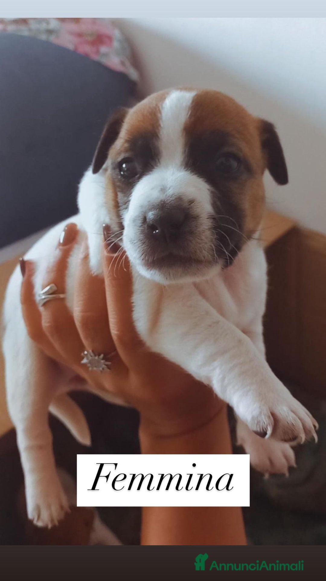 Jack Russell cani in vendita: Cedesi cuccioli di Jack Russell Terrier  a Città Metropolitana di Torino - Immagine 4