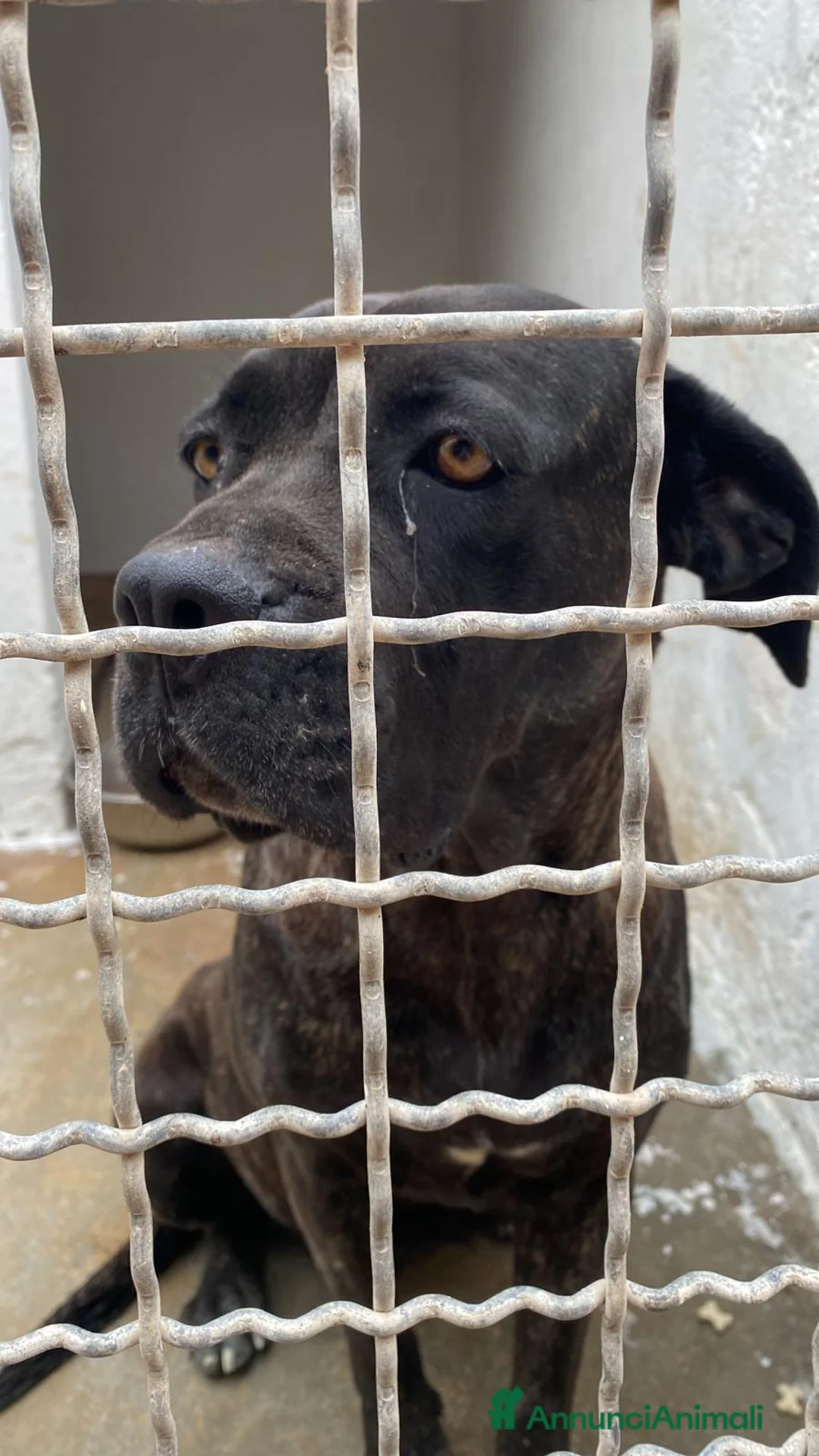 Cane Corso cani in regalo: Corso femmina triste in canile da molto.PUGLIA SOS a Città metropolitana di Milano - Annuncio 3