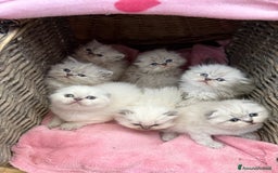 Scottish gatti in vendita: scottish  in vendita a Città Metropolitana di Firenze - Immagine 6