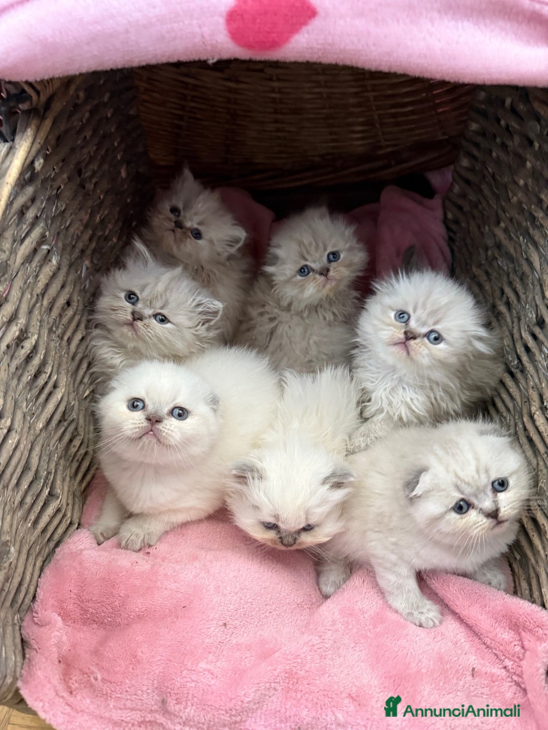Scottish gatti in vendita: scottish  in vendita a Città Metropolitana di Firenze - Immagine 6