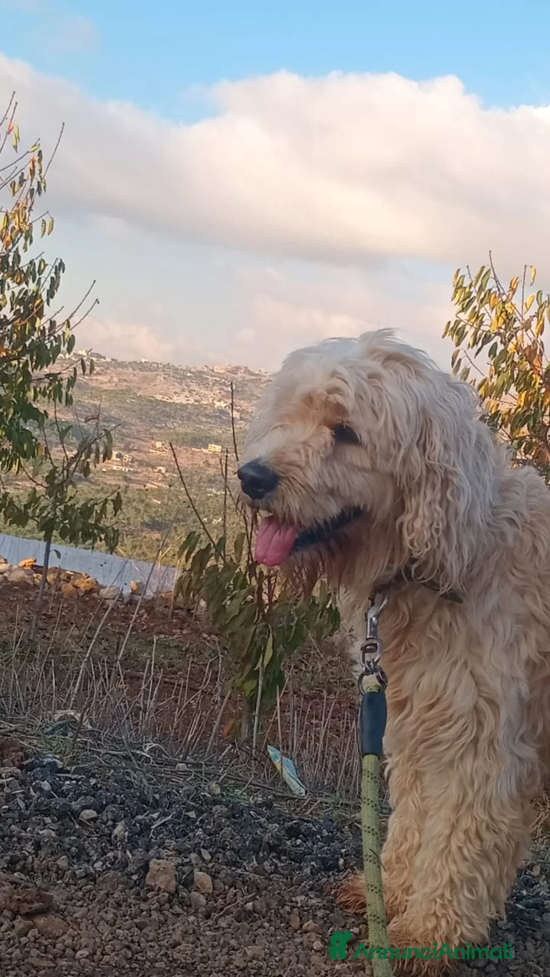 Barboncino cani in regalo: Splendido Barboncino - FLUFFY - Annuncio 19