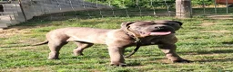 Cane Corso cani in vendita: Spettacolari cuccioli di Cane Corso  - Annuncio 15