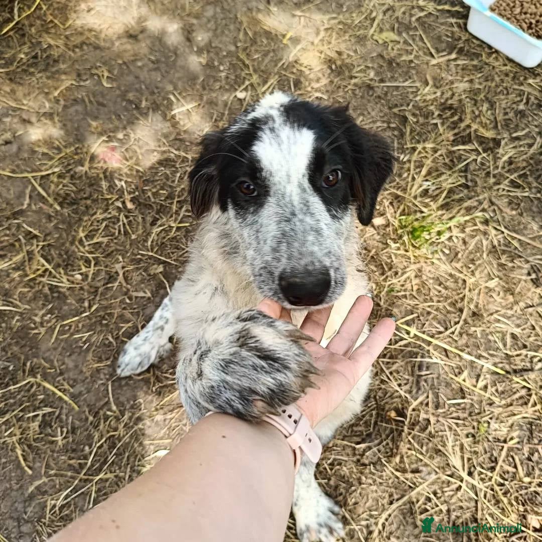 Meticcio cani in regalo: BERNA  a Provincia di Avellino - Annuncio 5