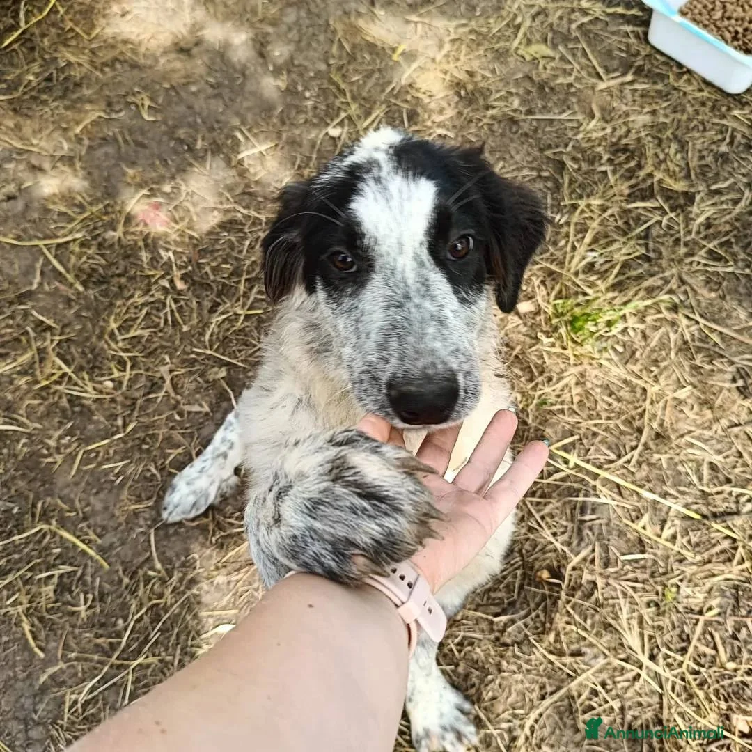 Meticcio cani in regalo: BERNA  a Provincia di Avellino - Annuncio 5