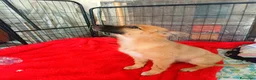 Meticcio cani in regalo: Leo, simil pastorino! (5 mesi)  - Annuncio 5
