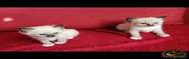 Ragdoll 11