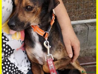 Meticcio cani NOCINO 11anni buono con tutti! Adoz.d'amore! - Annuncio 19