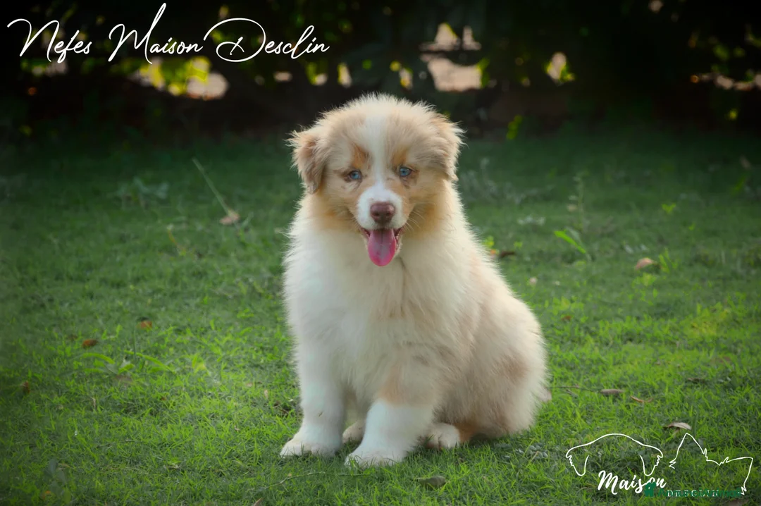 Immagine della galleria {{count}}