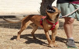 Meticcio cani in regalo: Aladin e' un Mago!  a Città Metropolitana di Bari - Immagine 10