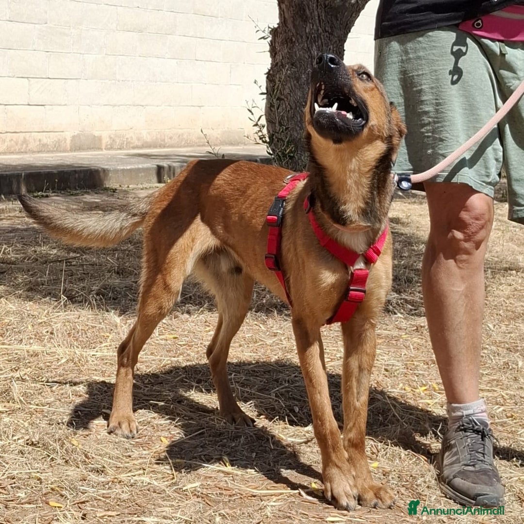 Meticcio cani in regalo: Aladin e' un Mago!  a Città Metropolitana di Bari - Immagine 10