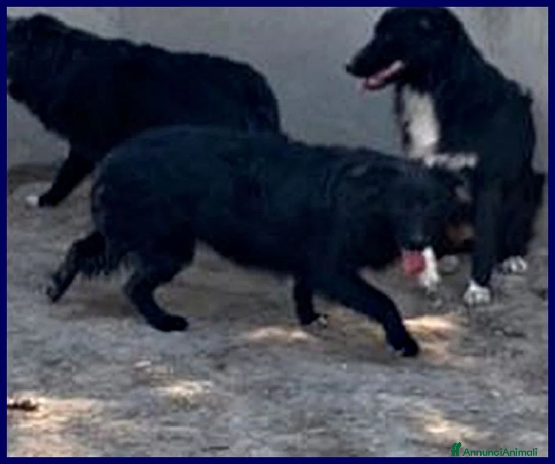 Meticcio cani in regalo: SABRINA una timidina - Annuncio 4