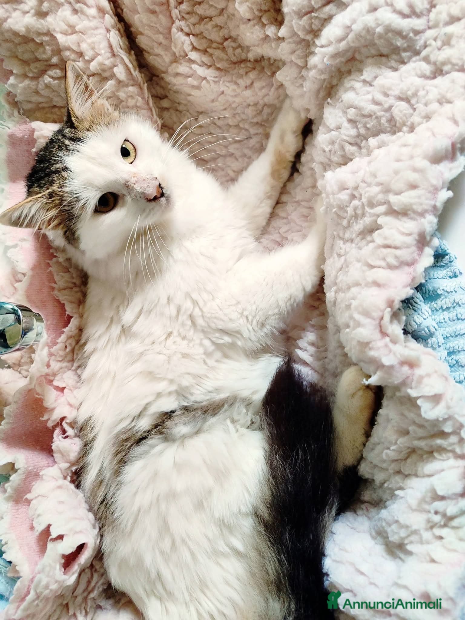 Europeo gatti Roman dolcissimo micio a pelo lungo  - Annuncio 1