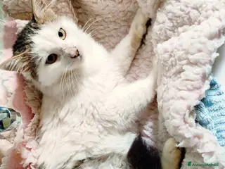 Europeo gatti Roman dolcissimo micio a pelo lungo - Annuncio 1