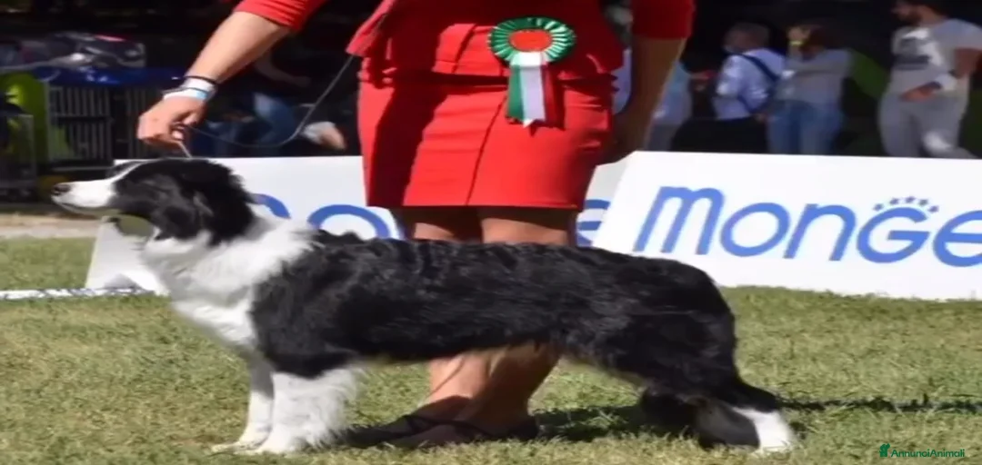 Immagine della galleria {{count}}