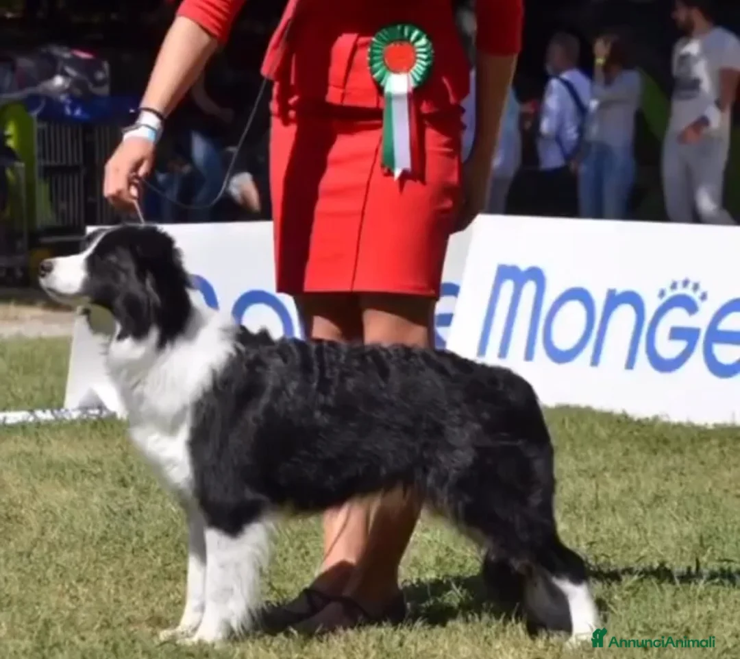 Immagine della galleria {{count}}