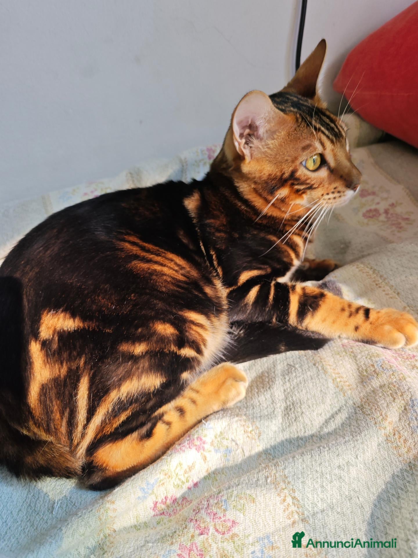 Bengala gatti Maschio di Bengala Marble  - Annuncio 1
