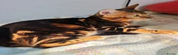 Bengala gatti in vendita: Maschio di Bengala Marble  a Provincia di Rimini - Annuncio 1