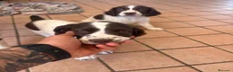 Springer Spaniel Inglese cani in vendita: Springs spaniel - Annuncio 4