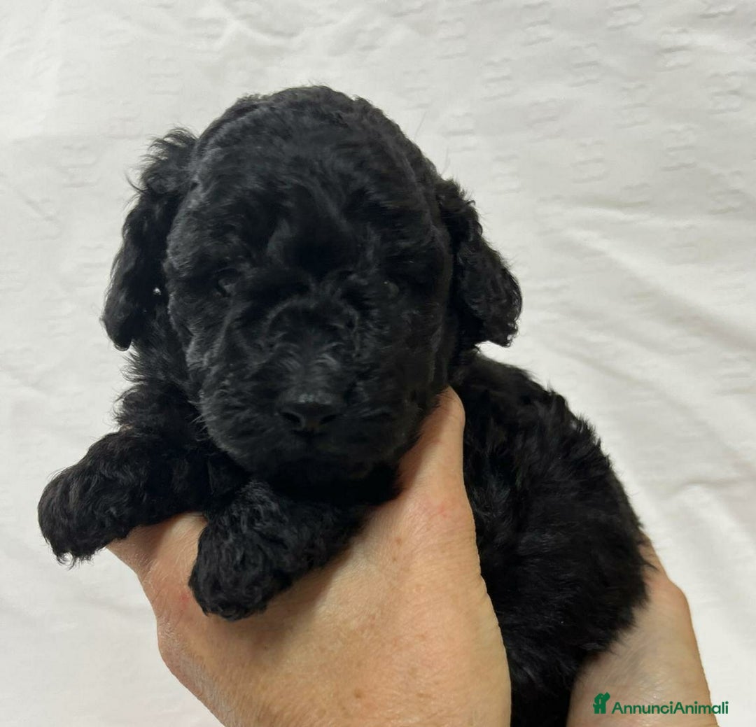 Barboncino Toy cani in vendita: Barboncina Nera - Annuncio 1