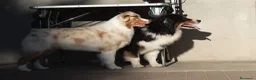 Australian Shepherd cani in vendita: Cuccioli Pastore Australiano pedigree - Annuncio 10