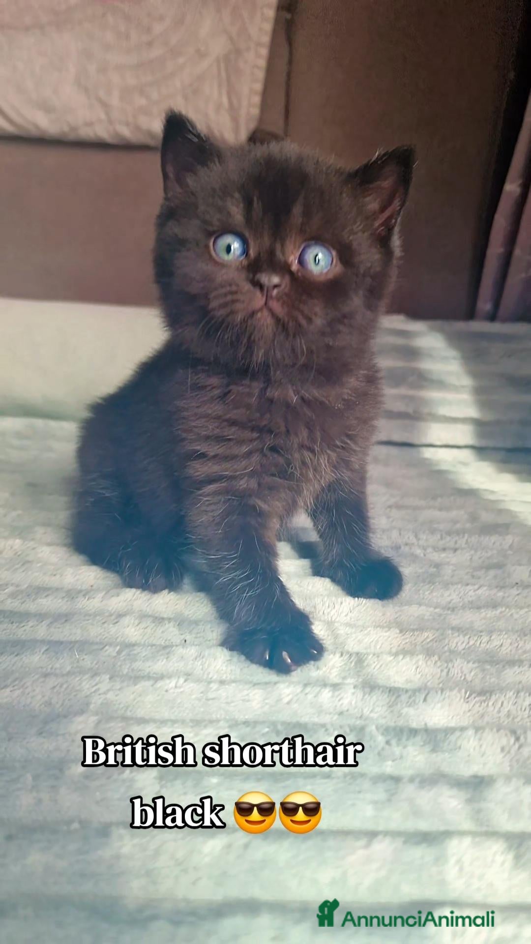 British gatti British  - Annuncio 9