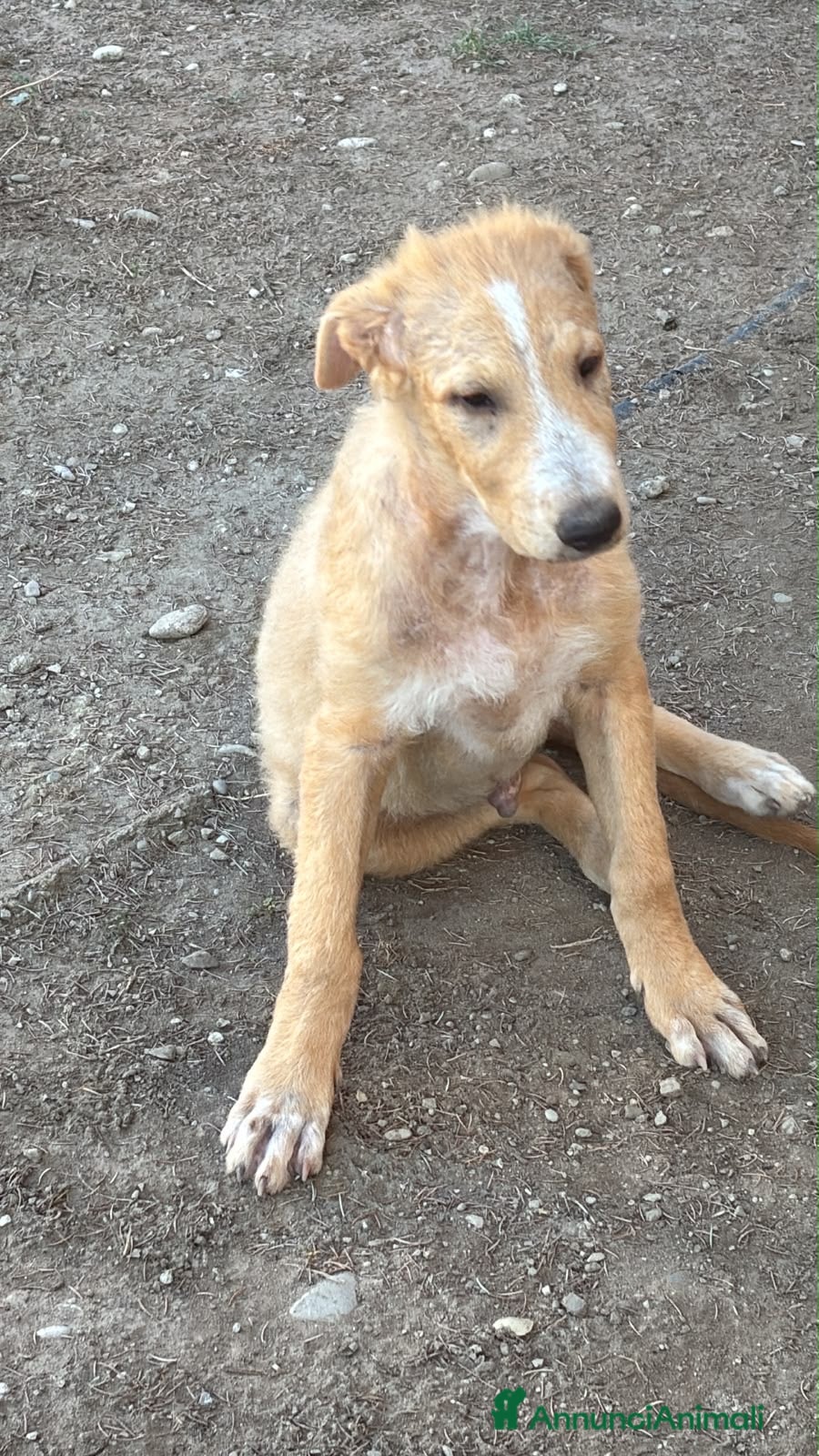 Meticcio cani Miele un cucciolo dolcissimo  - Annuncio 40