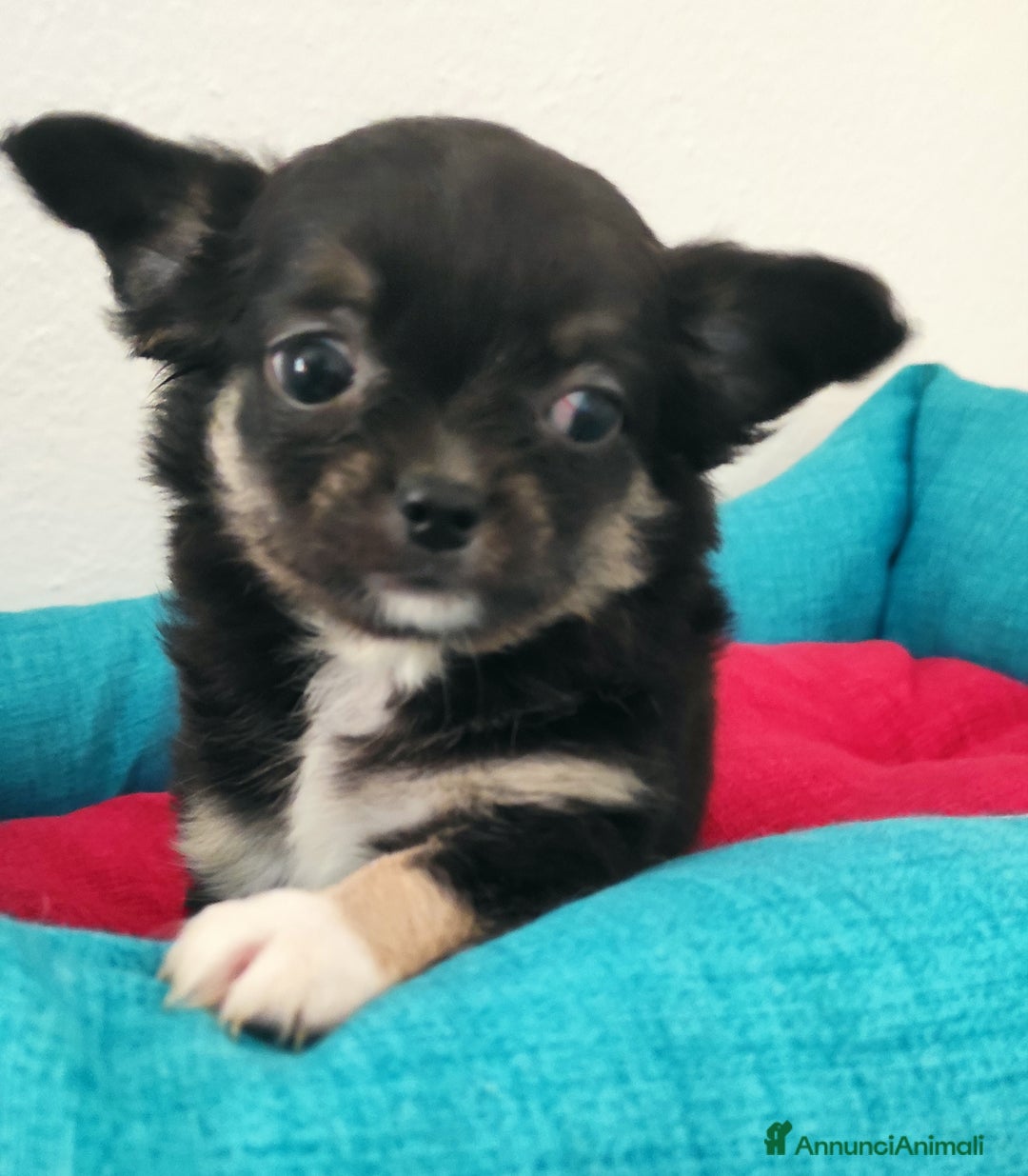Chihuahua cani in vendita: Cuccioli di chihuahua a pelo lungo - Annuncio 9
