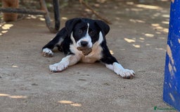 Altre razze cani in regalo: DANA DOLY DORIS 4 MESI (23/02/25) a Provincia di Bergamo - Immagine 13
