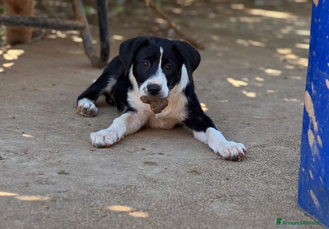 Altre razze cani in regalo: DANA DOLY DORIS 4 MESI (23/02/25) a Provincia di Bergamo - Immagine 13