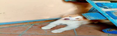 Malfi