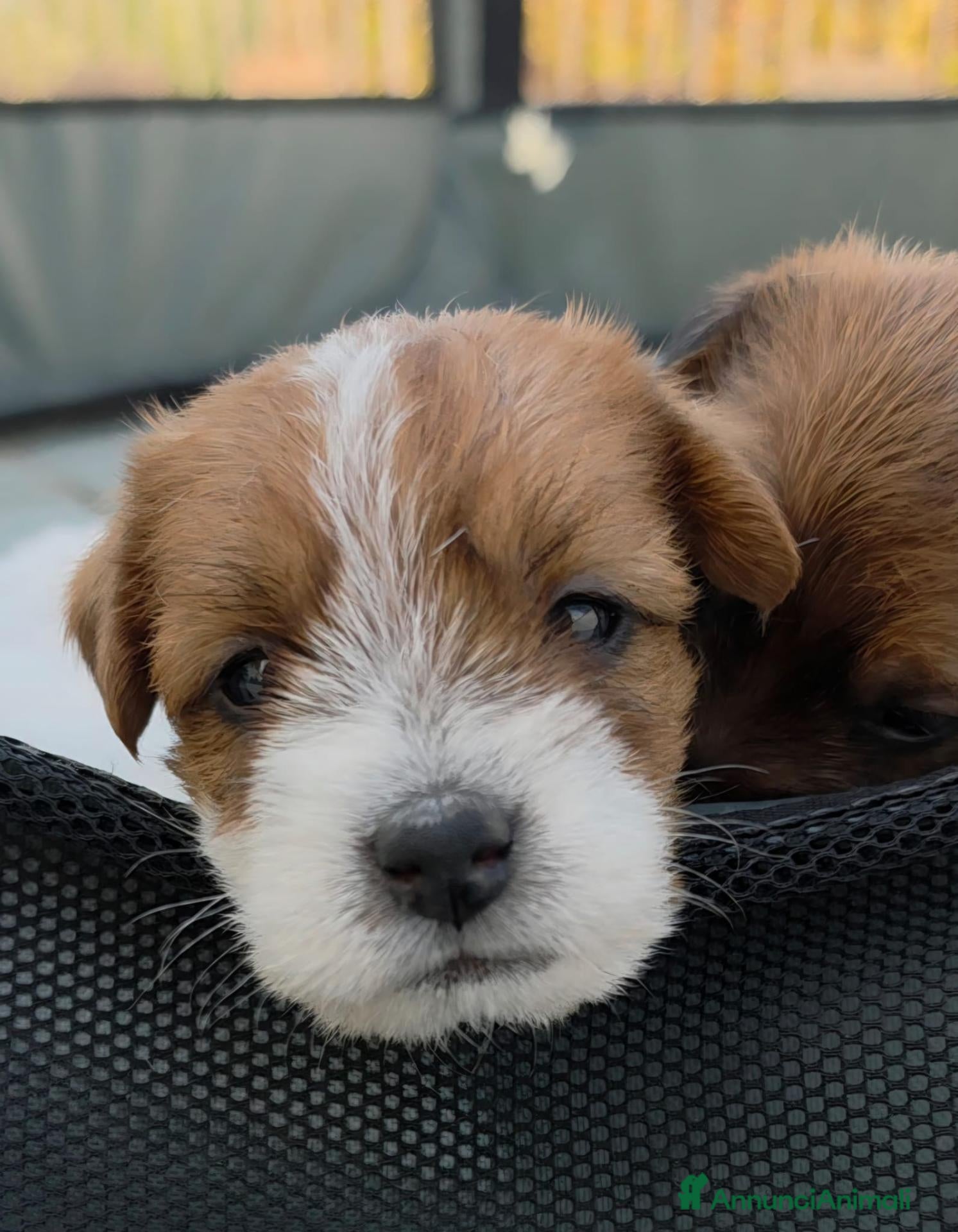 Jack Russell cani Cuccioli Jack Russell broken/ruvidi con pedigree - Annuncio 2