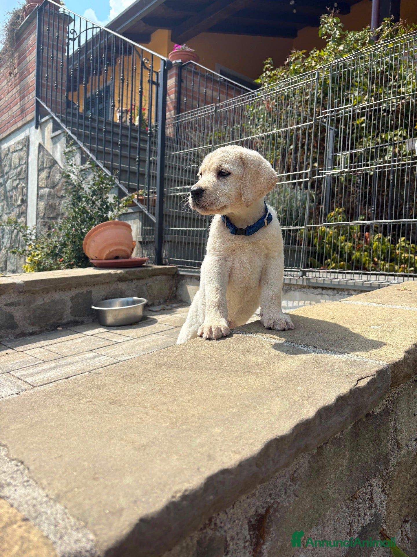 Labrador cani Cucciole di Labrador miele  - Annuncio 4