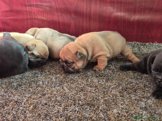 Bulldog Francese cani Bulldog francese - Annuncio 4