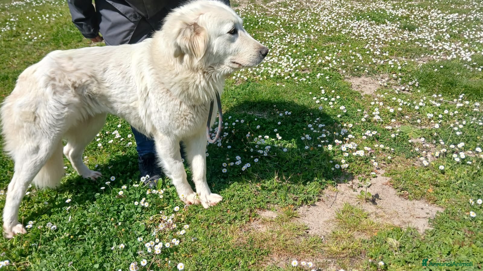 Meticcio cani in regalo: DILETTA LA BONTA' ASSOLUTA CERCA CASA - Annuncio 3