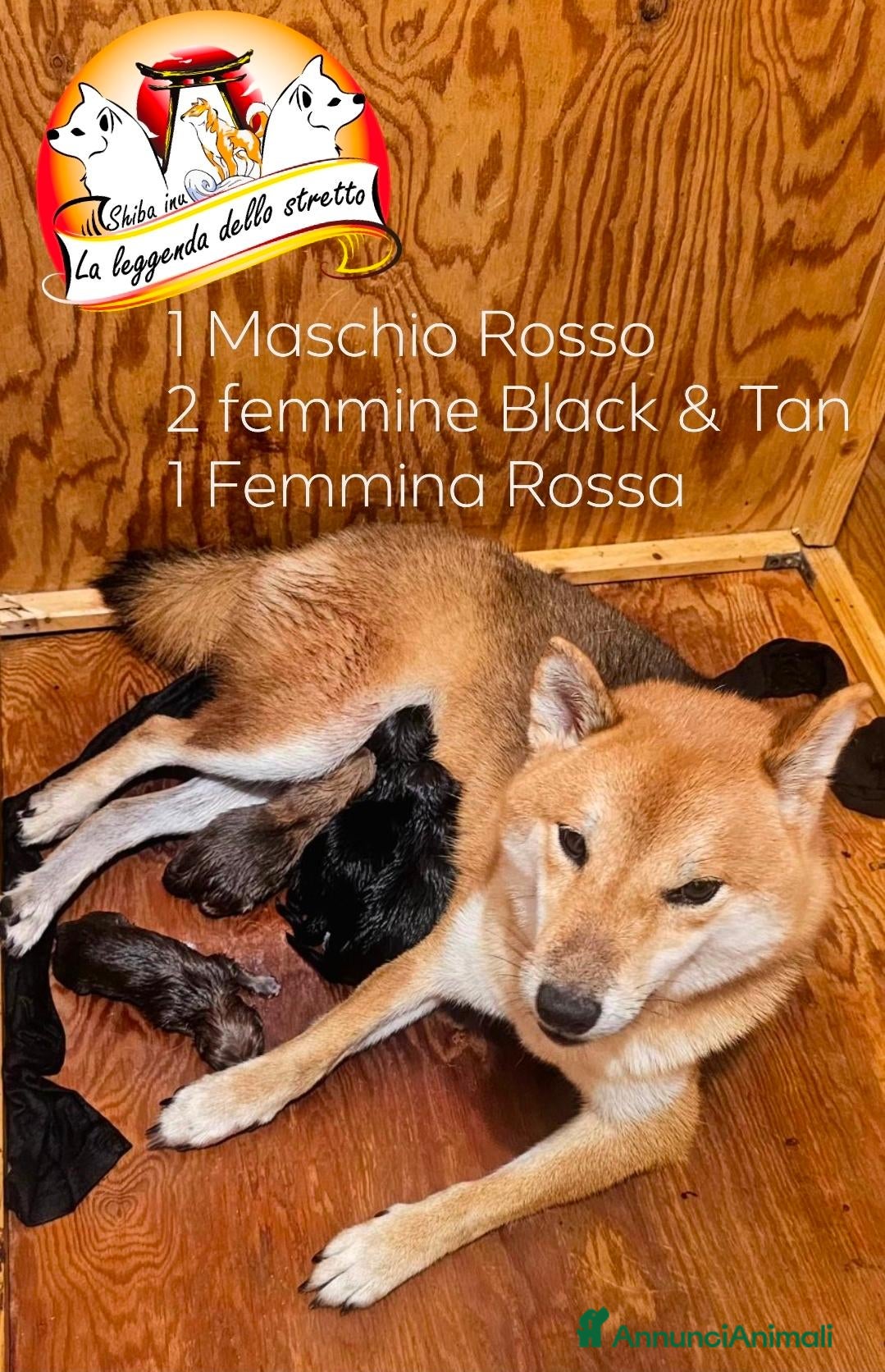Shiba Inu cani Shiba inu - Annuncio 1