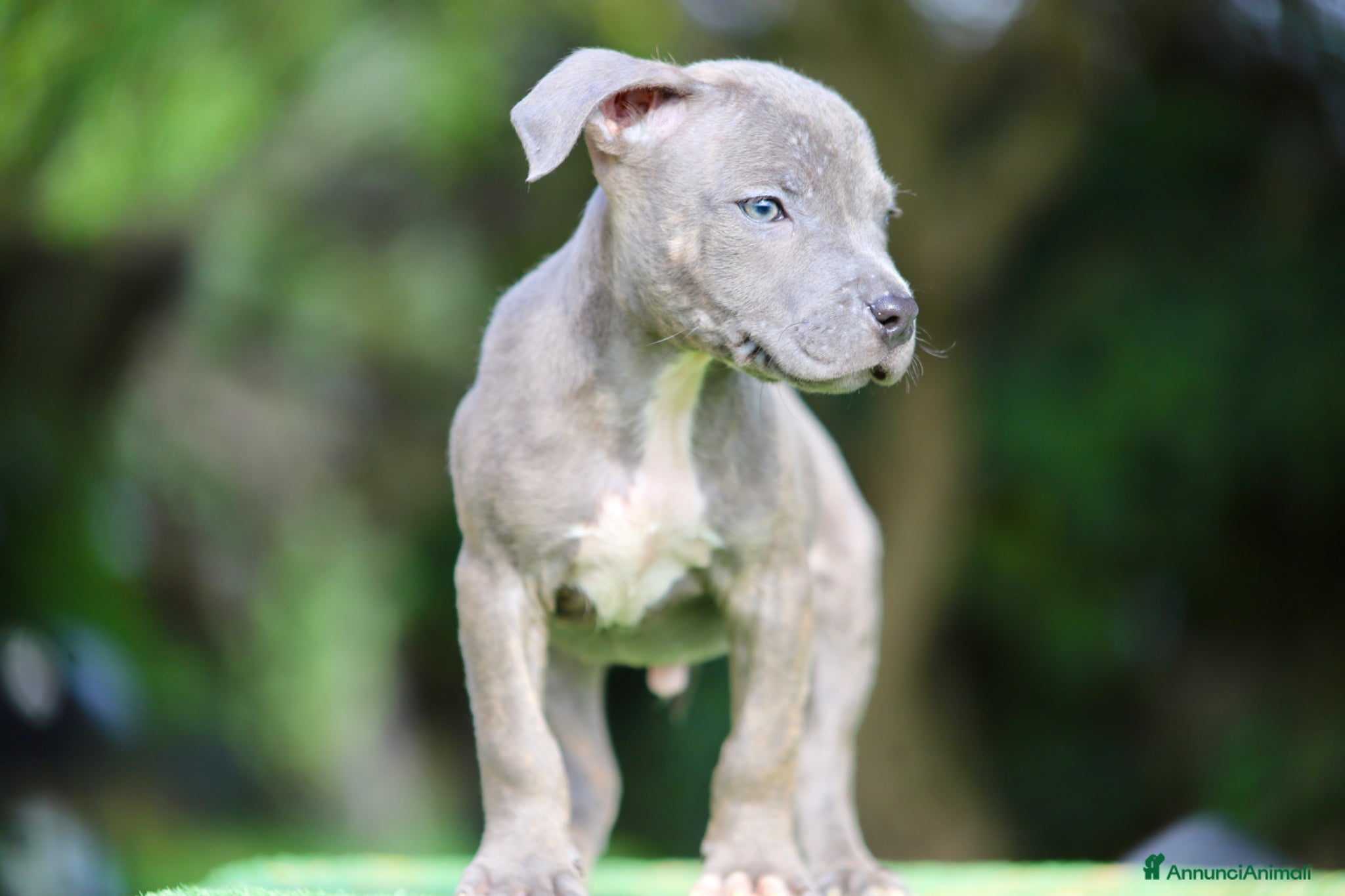 Pitbull cani Cuccioli in pronta consegna, paghi anche a rate!  - Annuncio 2
