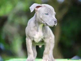 Pitbull cani Cuccioli in pronta consegna, paghi anche a rate! - Annuncio 2