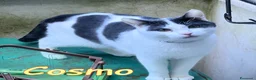 Europeo gatti in regalo: COSMO ASPETTA ANCORA UNA FAMIGLIA - Annuncio 5