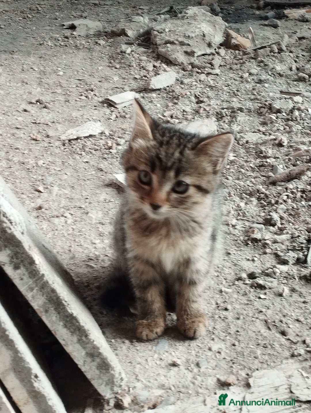 Europeo gatti in regalo: 3 simpatici tigratini - Annuncio 2