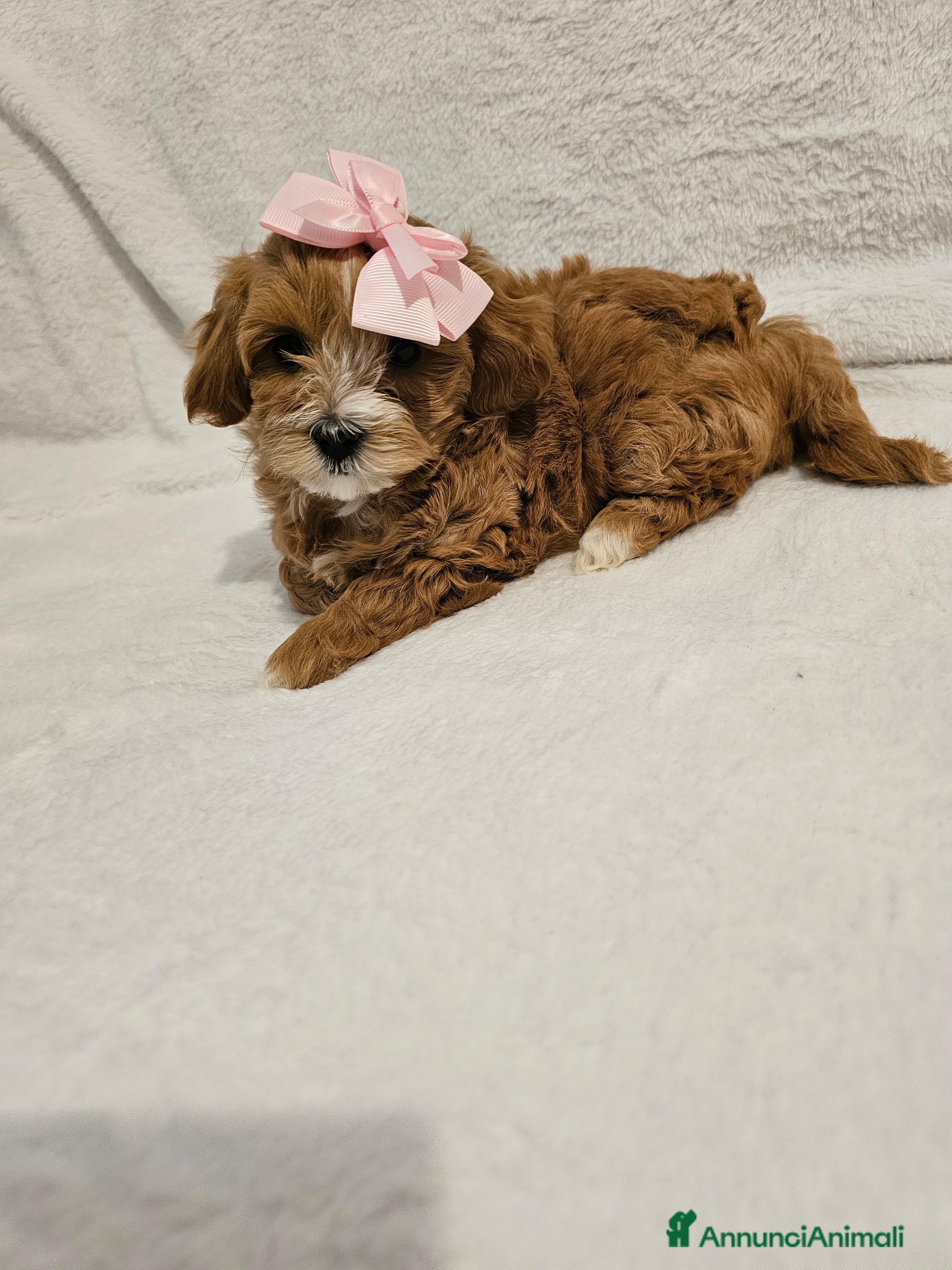 Maltipoo cani Piccoli cuccioli di Maltipoo  a Città Metropolitana di Napoli - Annuncio 1