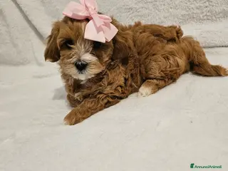 Maltipoo cani Piccoli cuccioli di Maltipoo a Città Metropolitana di Napoli - Annuncio 1