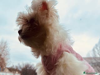 Maltese cani Vendo questa maltese - Annuncio 16