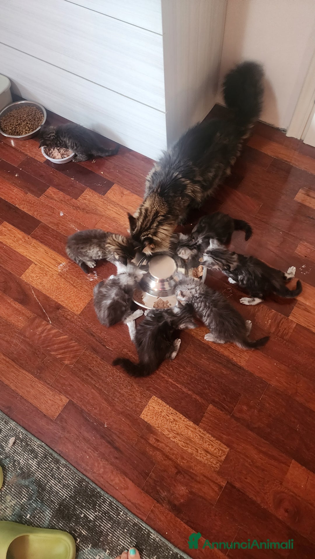 Maine Coon gatti in vendita: Cuccioli mainecoon - Annuncio 13