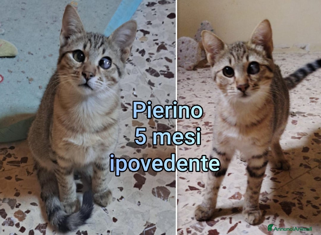 Europeo gatti in regalo: GATTINI ESCLUSI DA TUTTI  - Annuncio 8