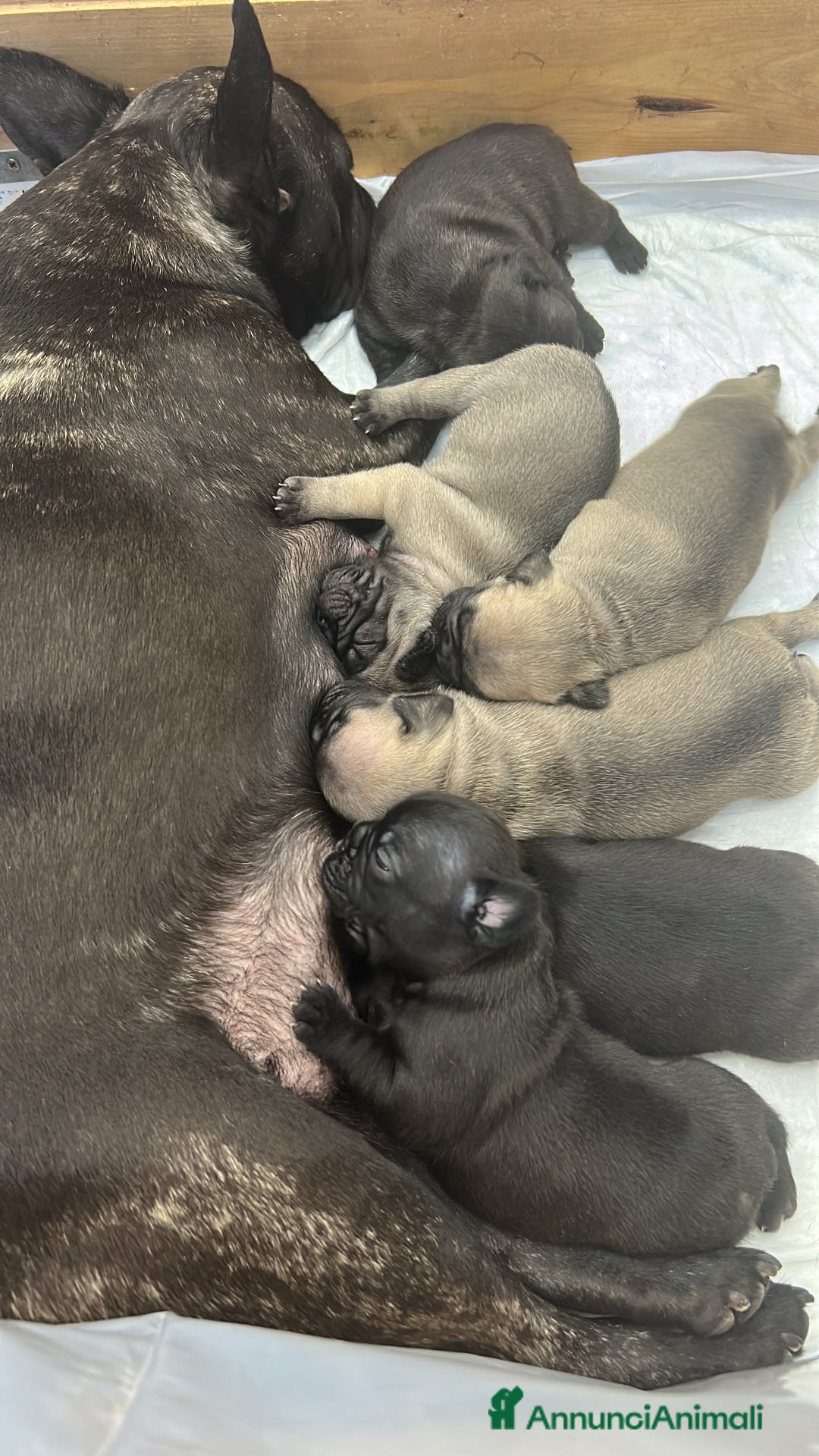 Bulldog Francese cani in vendita: Cuccioli di bulldog francese ❤️ - Annuncio 6