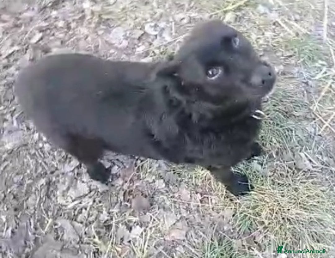 Meticcio cani in regalo: Nero 4/5anni tg piccola NON TROVA CASA!ALESSANDRIA a Città Metropolitana di Milano - Annuncio 3