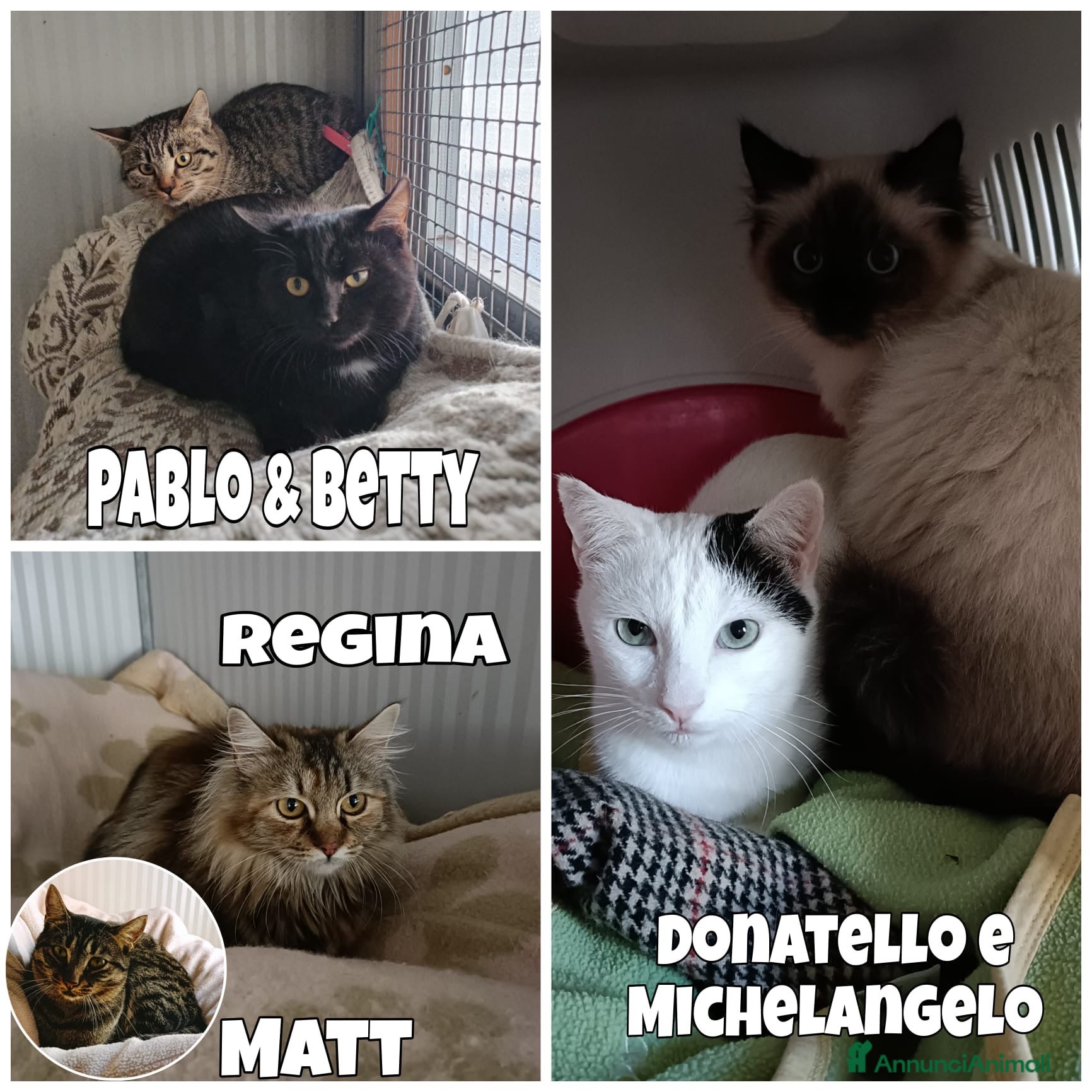 Europeo gatti gattini 6/8 mesi cercano casa❤️ - Annuncio 1